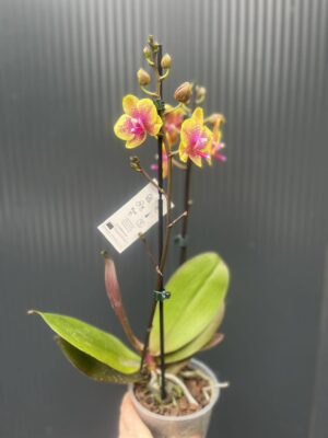 Phalaenopsis Sogo Lawrence x I-Hsin Yellow Wave | Storczyk
