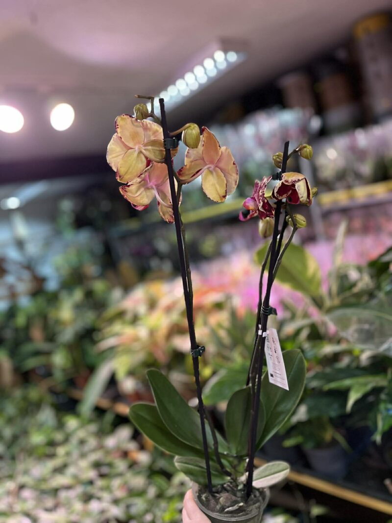 phalaenopsis oxlottery | Storczyk