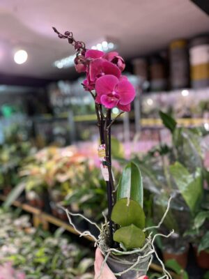 Phalaenopsis Magenta | Storczyk