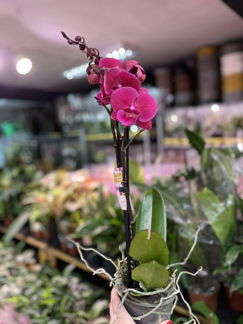 Phalaenopsis Magenta | Storczyk