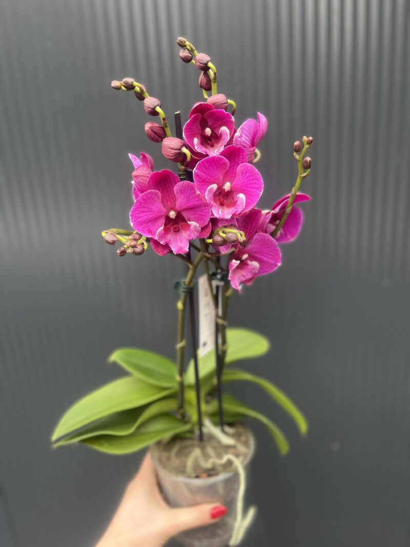 Phalaenopsis Tying Shin Black Bear Big Lip | Storczyk