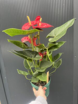 Anthurium andreanum ‘Oregon’