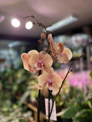 phalaenopsis oxlottery | Storczyk