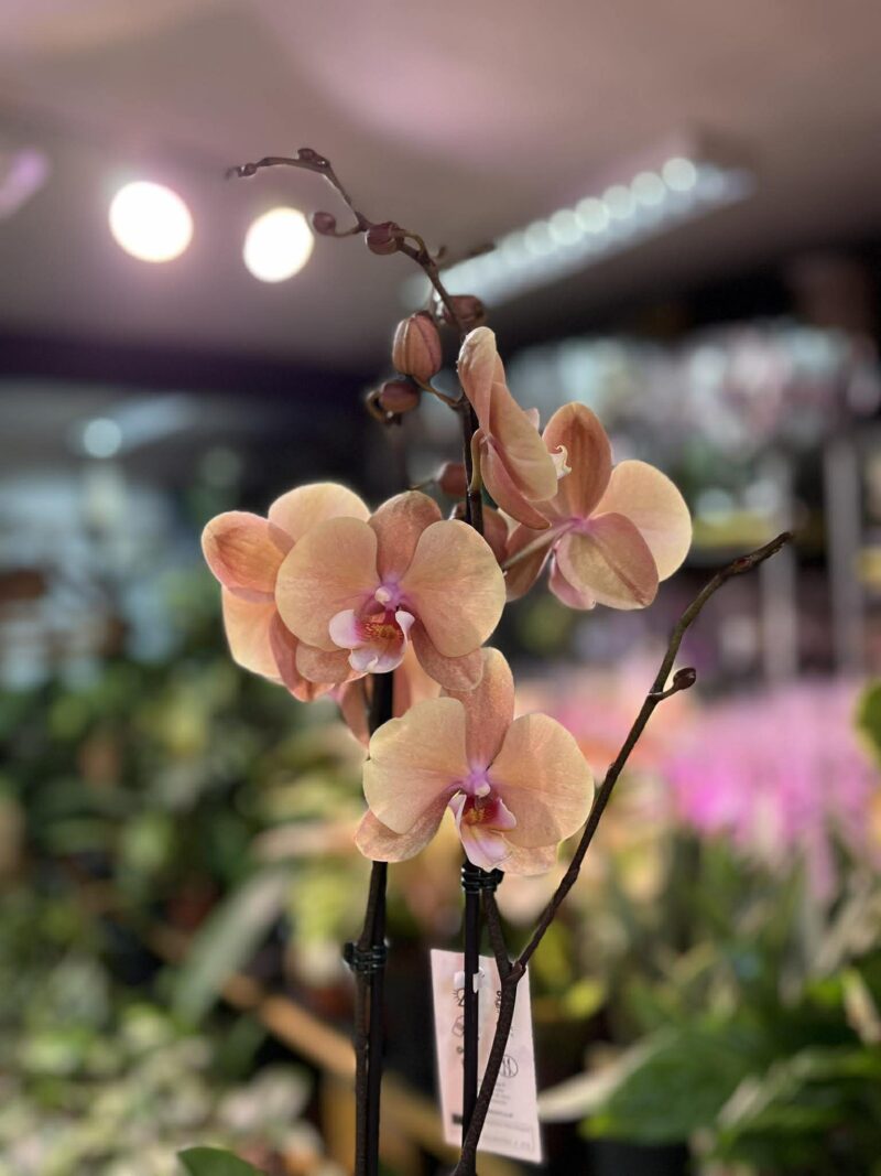 phalaenopsis oxlottery | Storczyk