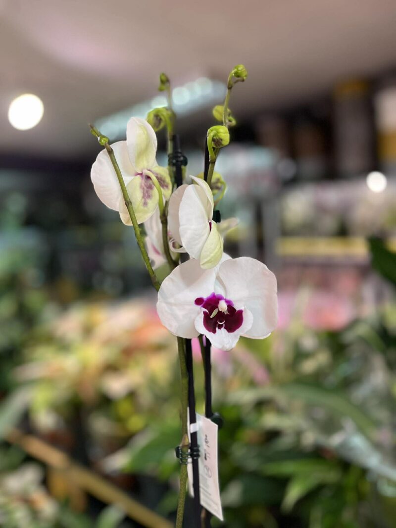 Phalaenopsis Charming Panda big lip | Storczyk