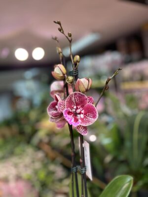 Phalaenopsis Miki Black Witch | storczyk