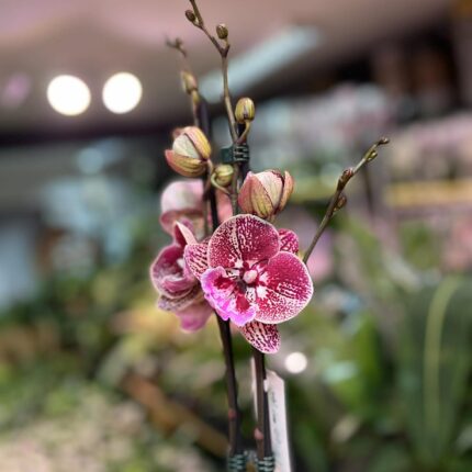 Phalaenopsis limited 06 | storczyk