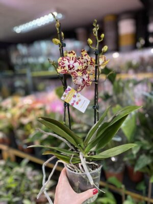 Phalaenopsis Orient Express | Storczyk