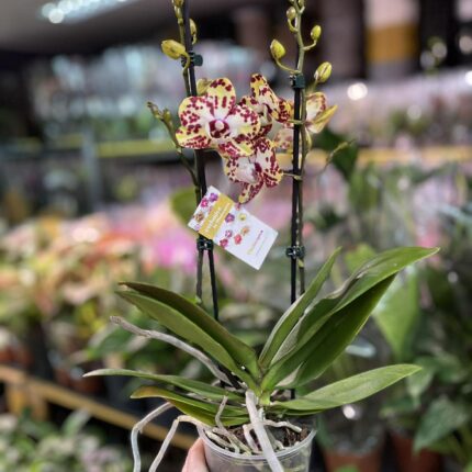 Phalaenopsis Orient Express | Storczyk