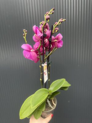 Phalaenopsis Tying Shin Black Bear Big Lip | Storczyk