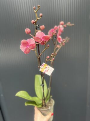 Phalaenopsis Limited – „Pink mutacja” | Storczyk