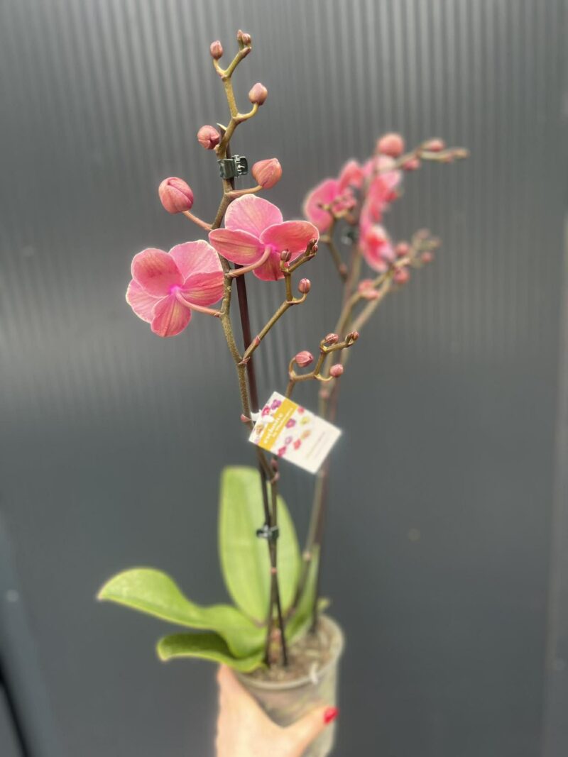 Phalaenopsis Limited – „Pink mutacja” | Storczyk