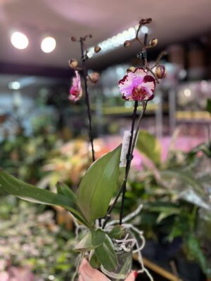 Phalaenopsis Magic Art | Storczyk