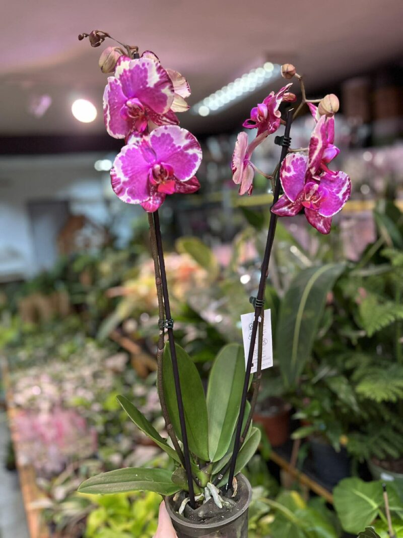 Phalaenopsis African Fever | storczyk