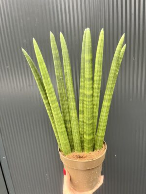 Sansewieria cylindryczna ‘Fan’ 