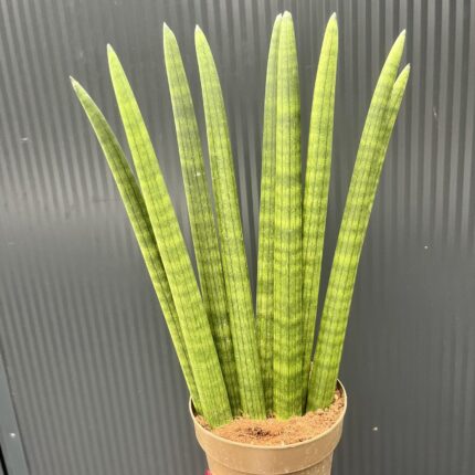 Sansewieria cylindryczna ‘Fan’ 