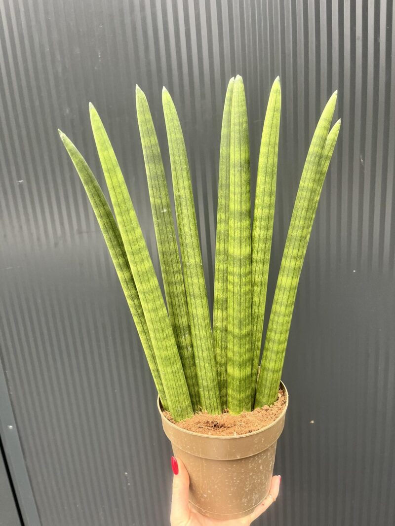 Sansewieria cylindryczna ‘Fan’ Sansewieria cylindryczna ‘Fan’