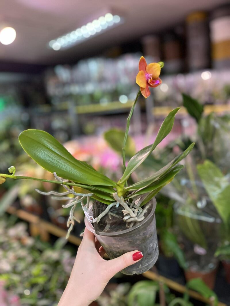 Phalaenopsis Meidarland Chambe | Storczyk