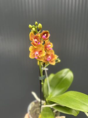 Phalaenopsis Lioulin Orange peloric | Storczyk
