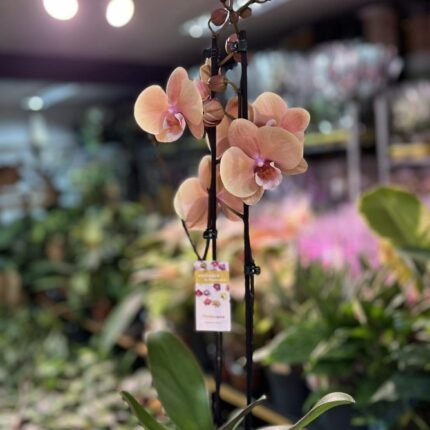 phalaenopsis oxlottery | Storczyk