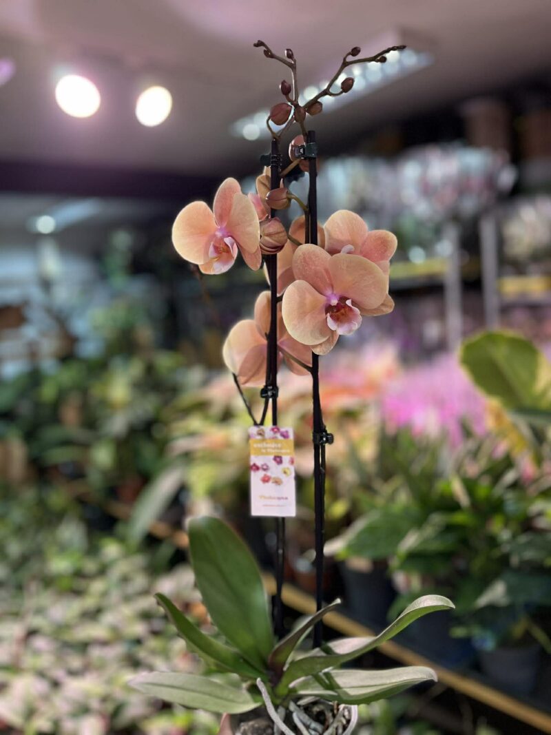 phalaenopsis oxlottery | Storczyk
