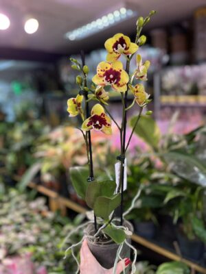 phalaenopsis Marcia | Storczyk