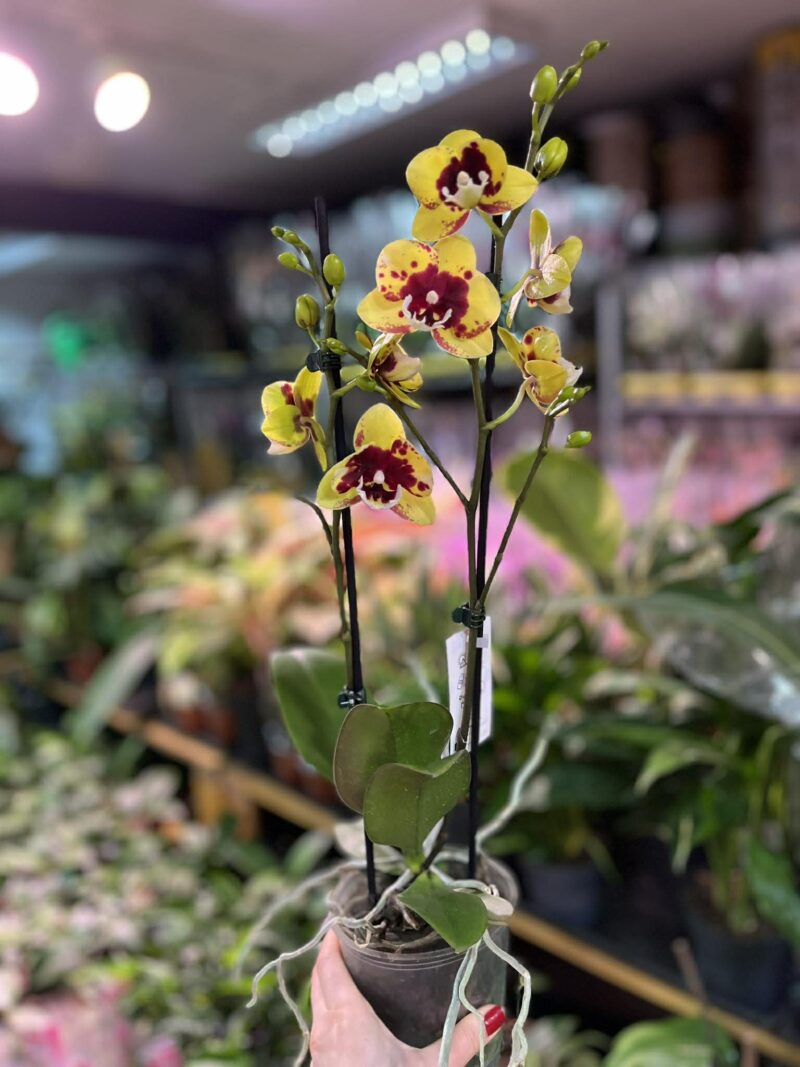 phalaenopsis Marcia | Storczyk