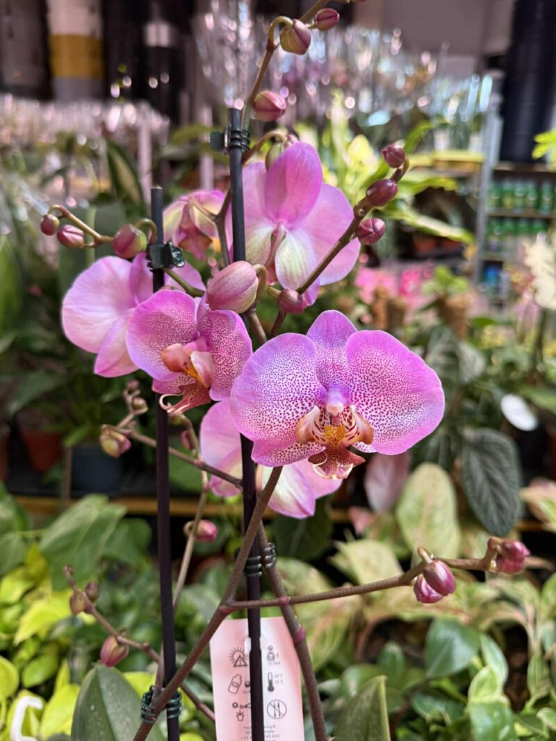 Phalaenopsis Formation | Storczyk