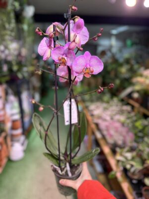 Phalaenopsis Formation | Storczyk