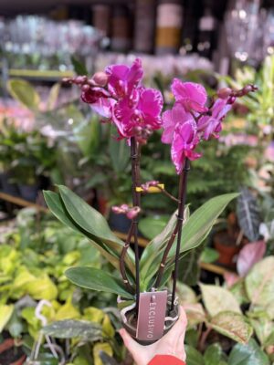 Phalaenopsis Multiflora Exclusivo Asian Violin | Storczyk