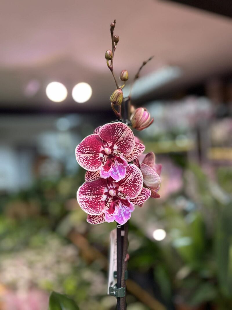 Phalaenopsis Miki Black Witch | storczyk