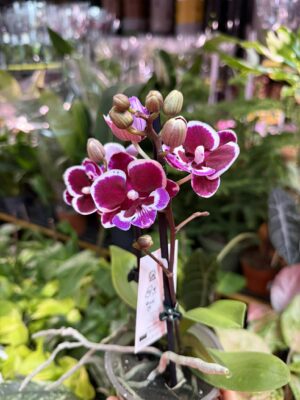 Phalaenopsis Younghome Chocolate big lip | Storczyk