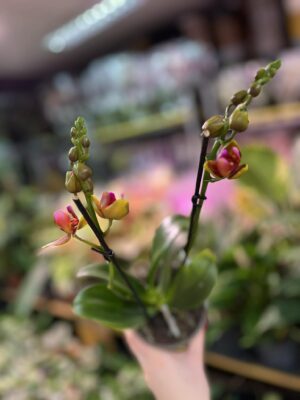 Phalaenopsis Lioulin Orange peloric 3 lips| Storczyk