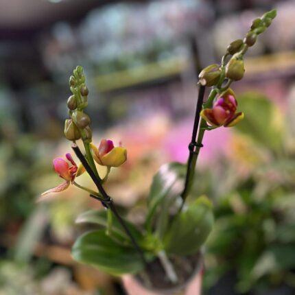 Phalaenopsis Lioulin Orange peloric 3 lips| Storczyk
