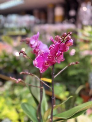 Phalaenopsis Multiflora Exclusivo Asian Violin | Storczyk