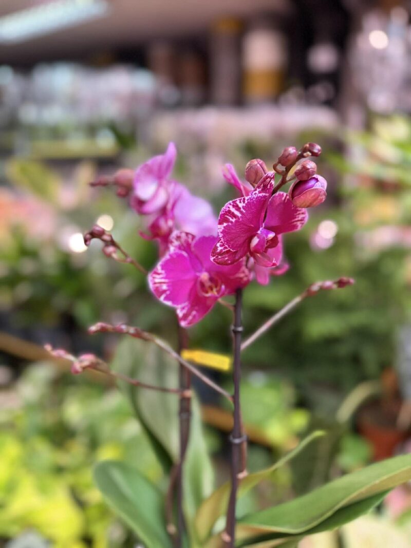 Phalaenopsis Multiflora Exclusivo Asian Violin | Storczyk