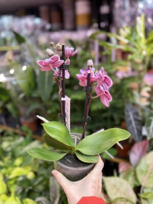 Phalaenopsis Younghome Chocolate big lip | Storczyk