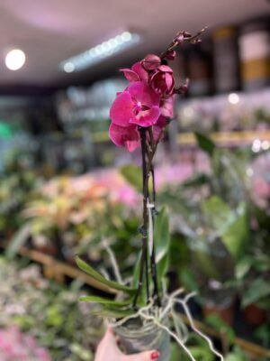 Phalaenopsis Magenta | Storczyk