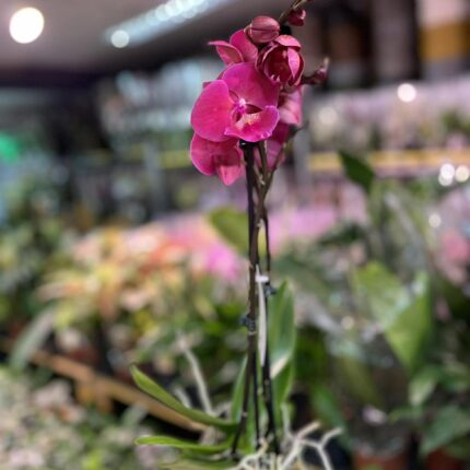 Phalaenopsis Magenta | Storczyk