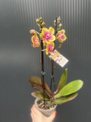 Phalaenopsis Sogo Lawrence x I-Hsin Yellow Wave | Storczyk