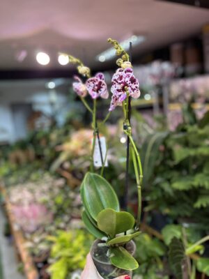 Phalaenopsis ‘Speechless Elegance’ | storczyk