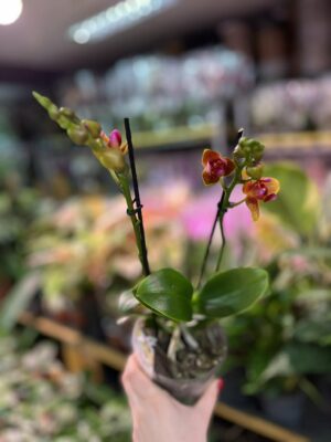 Phalaenopsis Lioulin Orange peloric 3 lips| Storczyk