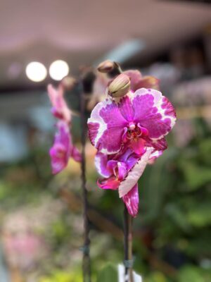 Phalaenopsis African Fever | storczyk