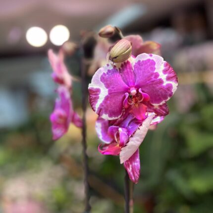 Phalaenopsis African Fever | storczyk