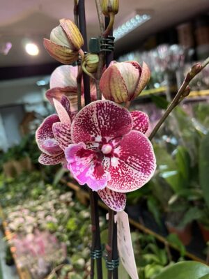 Phalaenopsis Miki Black Witch | storczyk