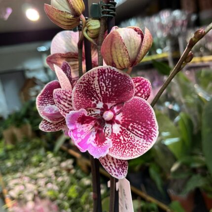 Phalaenopsis limited 06 | storczyk