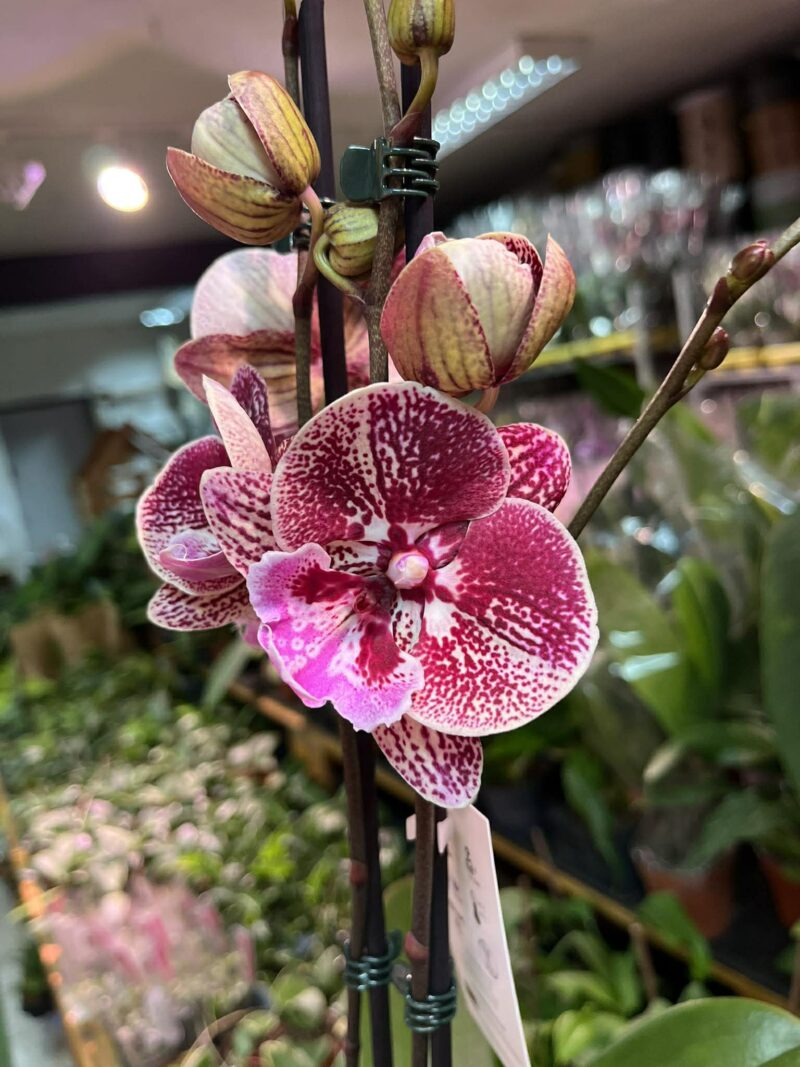 Phalaenopsis Miki Black Witch | storczyk