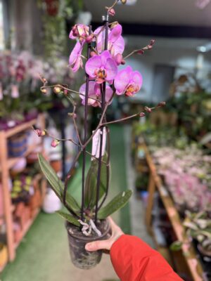 Phalaenopsis Formation | Storczyk