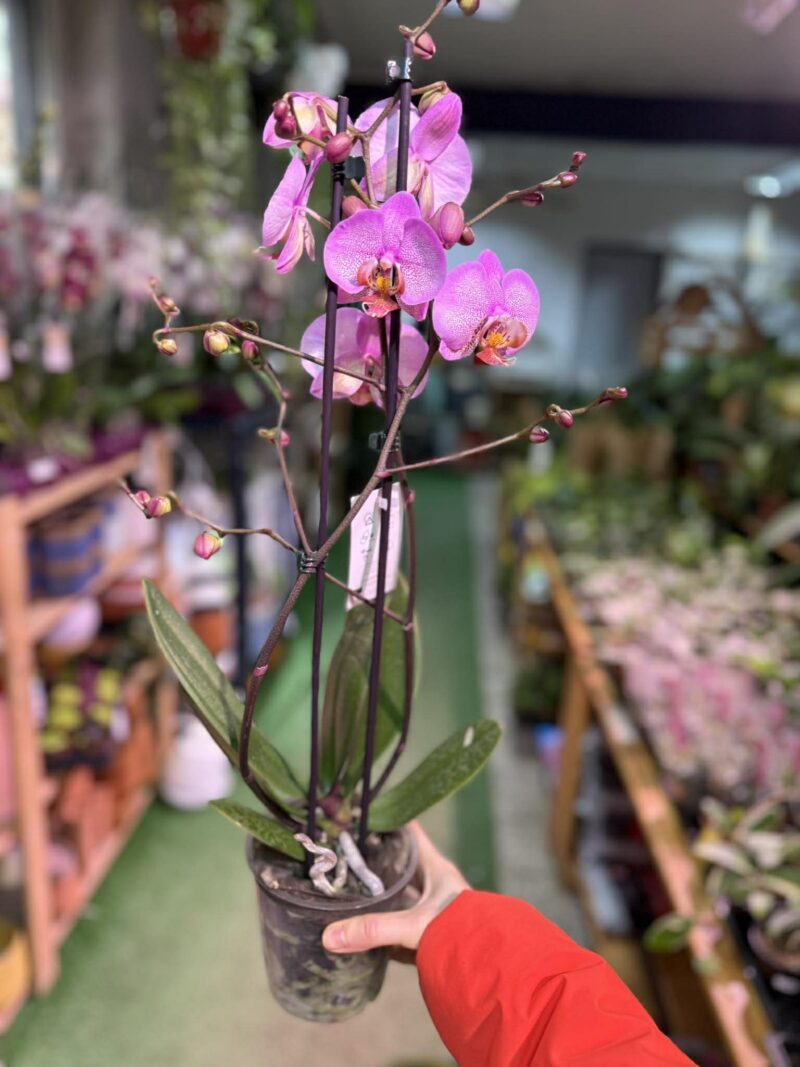 Phalaenopsis Formation | Storczyk