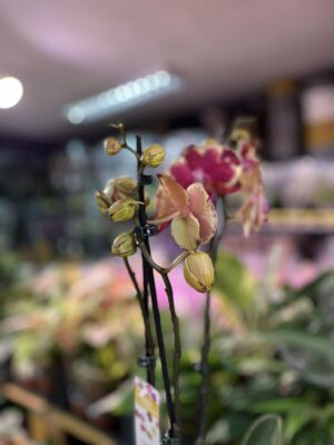 Phalaenopsis Beauty Soulmate | Storczyk
